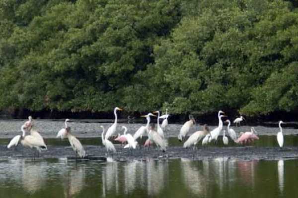 Tamarindo Mangrove Estuary Boat Tour