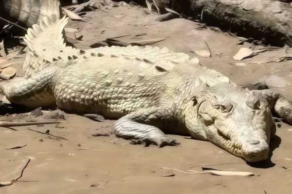 Tamarindo Mangrove Estuary Boat Tour