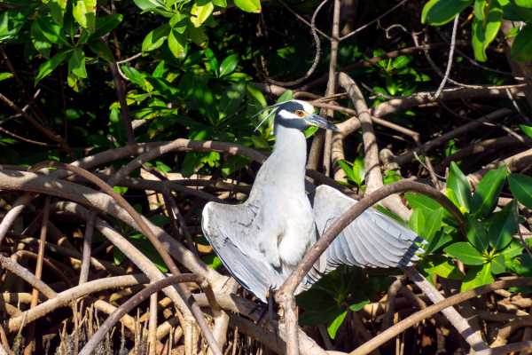 Tamarindo Mangrove Estuary Boat Tour