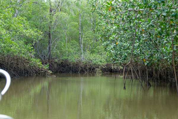 Tamarindo Mangrove Estuary Boat Tour