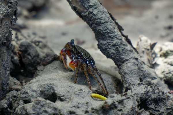 Tamarindo Mangrove Estuary Boat Tour