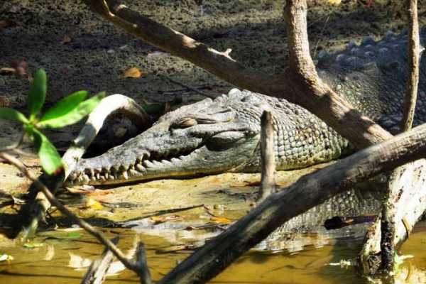 Tamarindo Mangrove Estuary Boat Tour