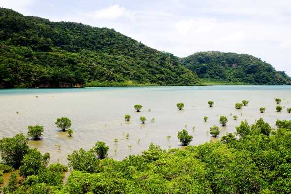 Tamarindo Mangrove Estuary Boat Tour