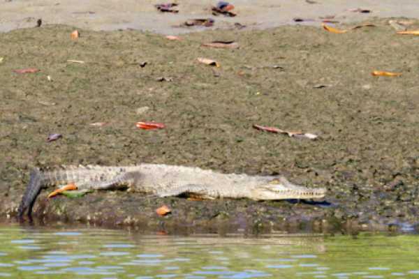 Tamarindo Mangrove Estuary Boat Tour