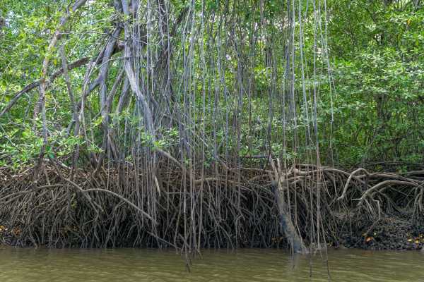 Tamarindo Mangrove Estuary Boat Tour