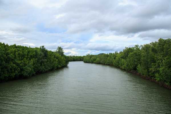 Tamarindo Mangrove Estuary Boat Tour