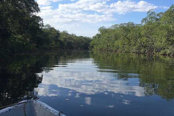 Tamarindo Mangrove Estuary Boat Tour