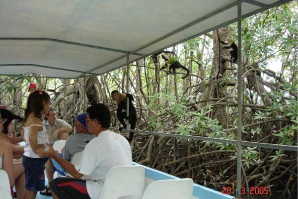Tamarindo Mangrove Estuary Boat Tour