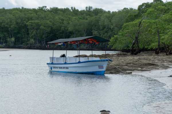 Tamarindo Mangrove Estuary Boat Tour