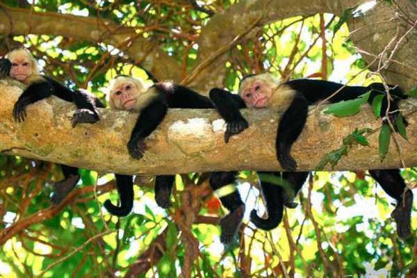 Tamarindo Mangrove Estuary Boat Tour