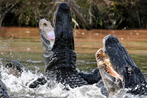 Tamarindo Mangrove Estuary Boat Tour