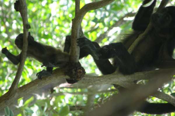 Tamarindo Mangrove Estuary Boat Tour