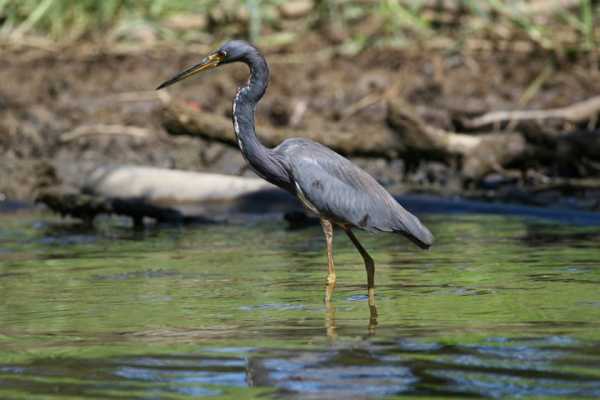 Tamarindo Mangrove Estuary Boat Tour