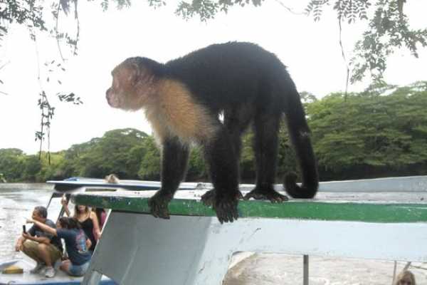 Tamarindo Mangrove Estuary Boat Tour