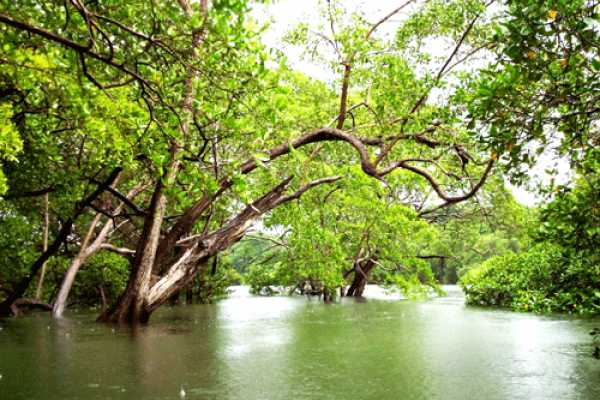 Tamarindo Mangrove Estuary Boat Tour