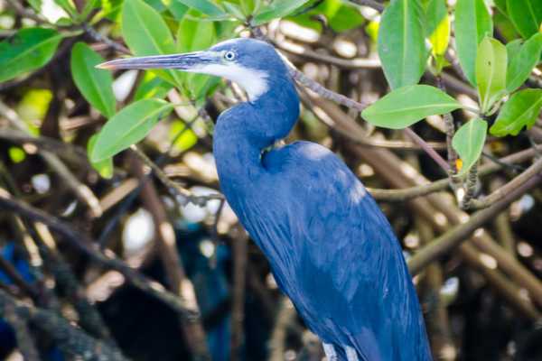 Tamarindo Mangrove Estuary Boat Tour
