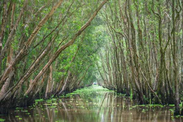 Tamarindo Mangrove Estuary Boat Tour