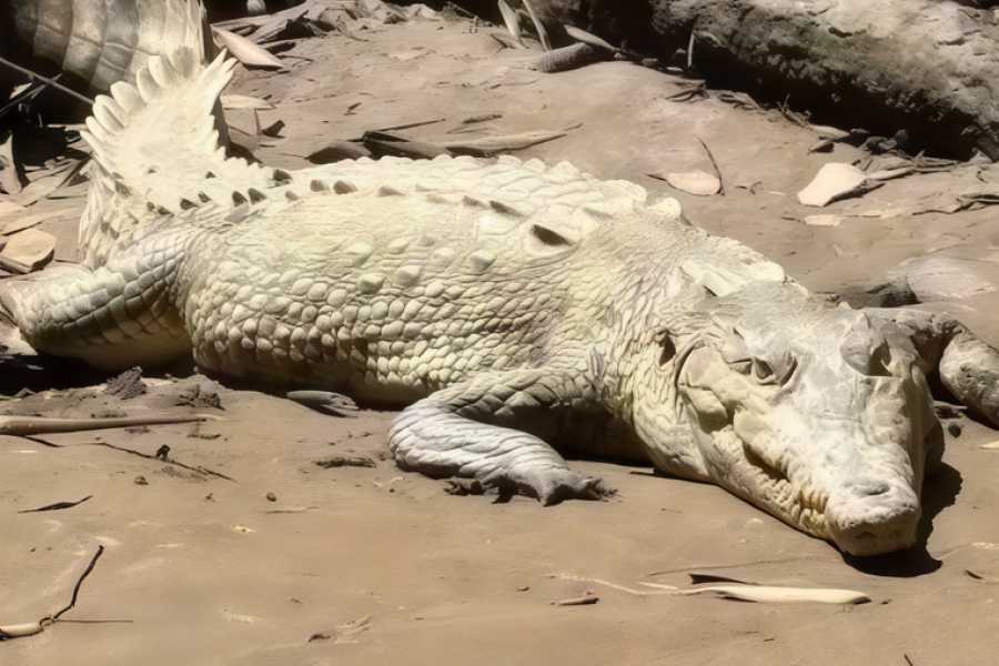 Tour Guanacaste Tamarindo Mangrove Estuary Boat Tour