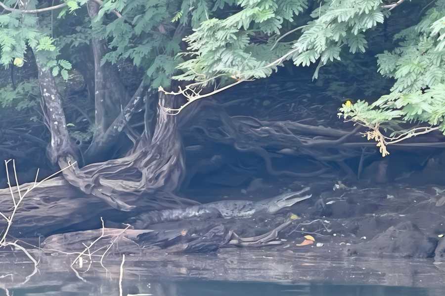 Tour Guanacaste Tamarindo Mangrove Estuary Boat Tour