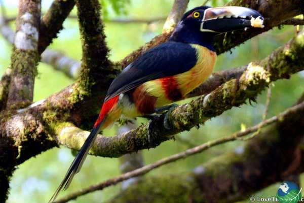 Rio Celeste Blue Waterfall Trip