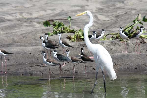 Palo Verde Wildlife River Boat Cruise