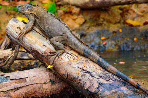 Palo Verde Wildlife River Boat Cruise