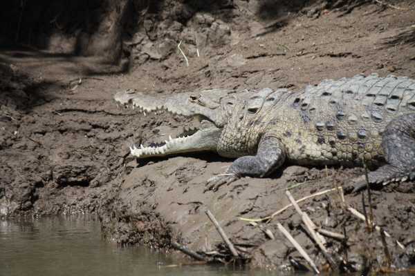 Palo Verde Wildlife River Boat Cruise