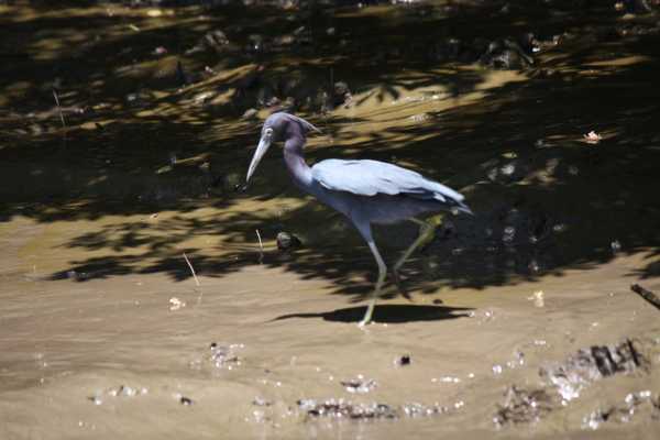 Palo Verde Wildlife River Boat Cruise
