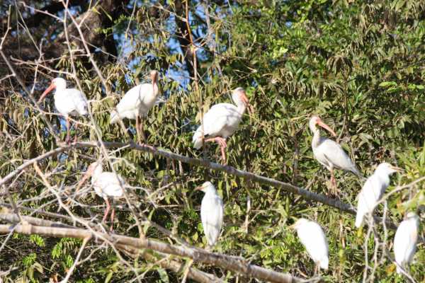 Palo Verde Wildlife River Boat Cruise
