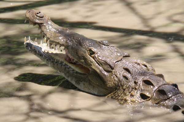 Palo Verde Wildlife River Boat Cruise