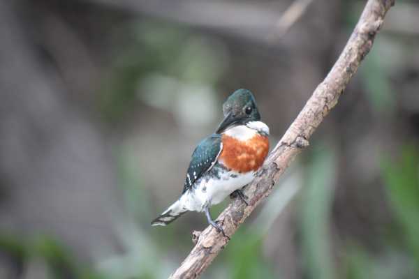 Palo Verde Wildlife River Boat Cruise