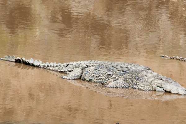 Palo Verde Wildlife River Boat Cruise
