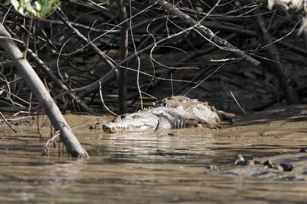 Palo Verde Wildlife River Boat Cruise