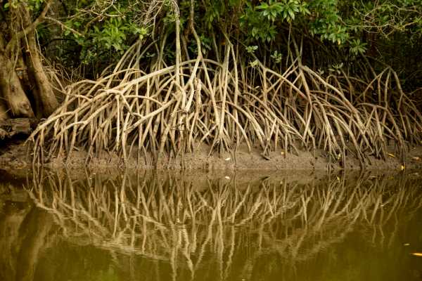 Palo Verde Wildlife River Boat Cruise