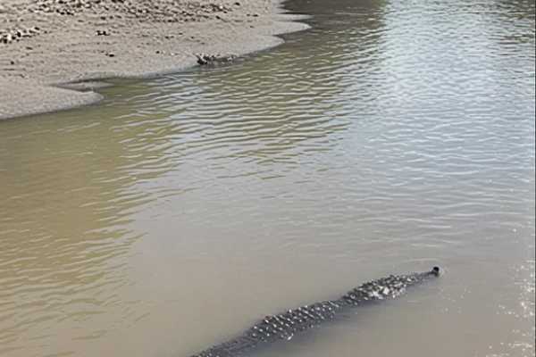 Palo Verde Wildlife River Boat Cruise