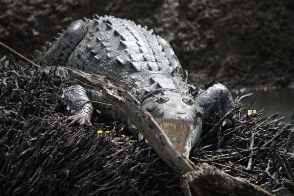 Palo Verde Wildlife River Boat Cruise