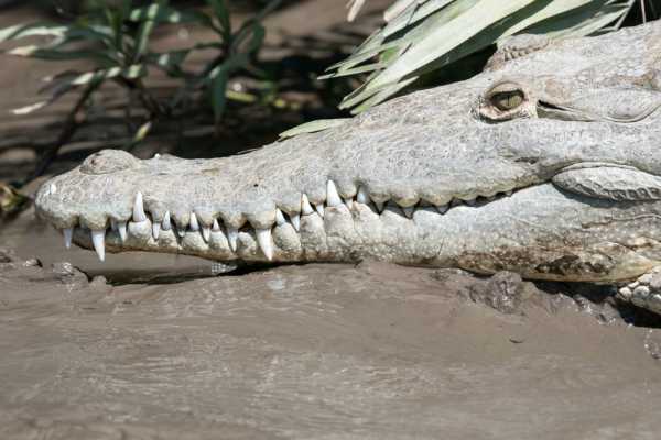 Palo Verde Wildlife River Boat Cruise