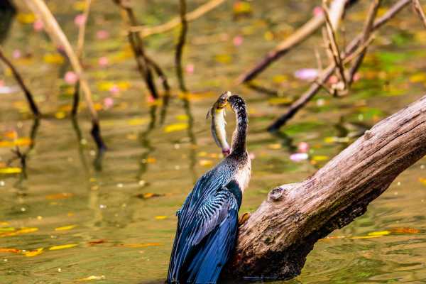 Palo Verde Wildlife River Boat Cruise