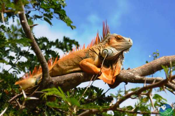 Palo Verde Wildlife River Boat Cruise