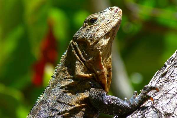 Palo Verde Wildlife River Boat Cruise