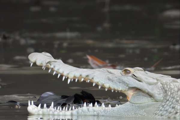 Palo Verde Wildlife River Boat Cruise