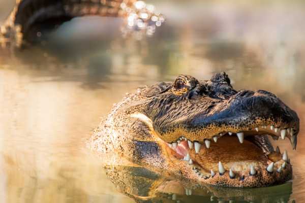 Palo Verde Wildlife River Boat Cruise