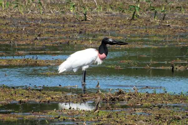 Palo Verde Wildlife River Boat Cruise