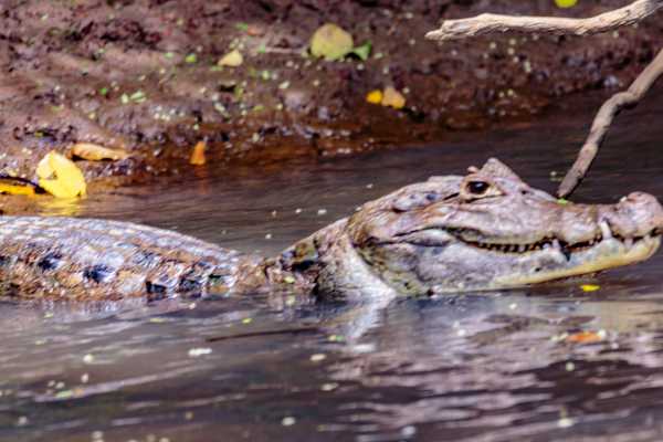 Palo Verde Wildlife River Boat Cruise
