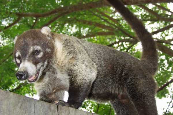 Palo Verde Wildlife River Boat Cruise