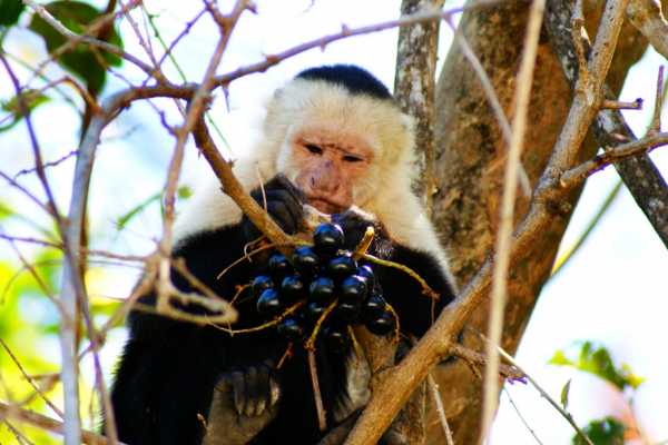 Palo Verde Wildlife River Boat Cruise