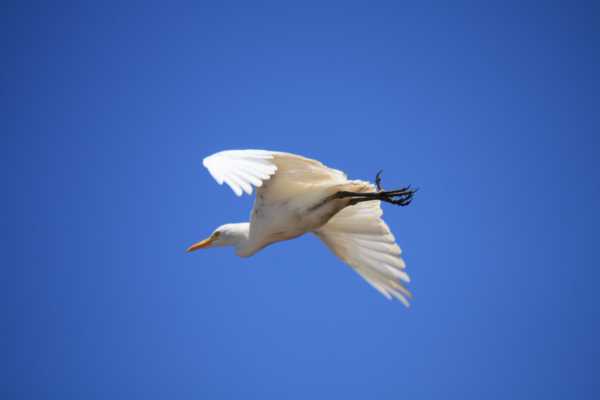 Palo Verde Wildlife River Boat Cruise