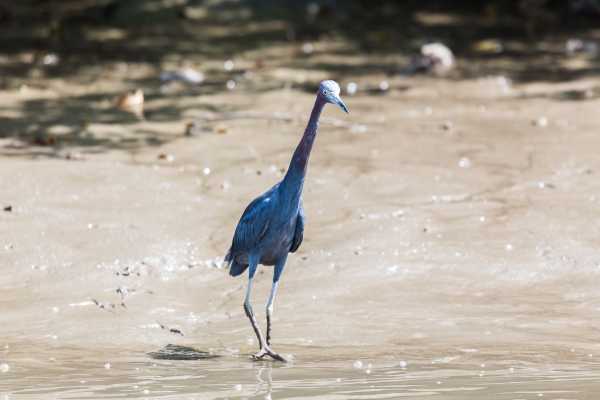 Palo Verde Wildlife River Boat Cruise