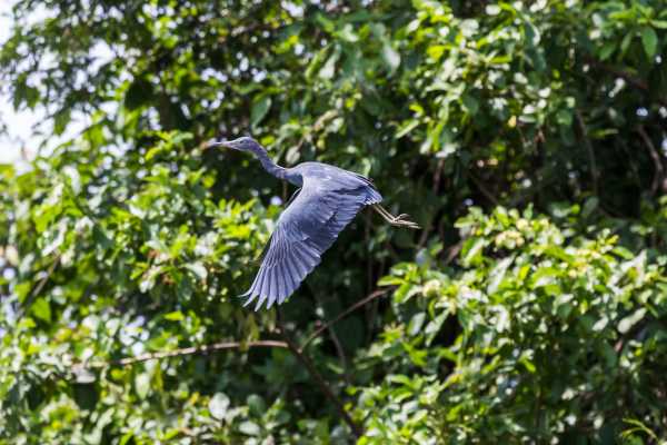 Palo Verde Wildlife River Boat Cruise