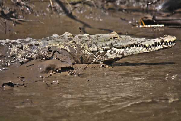 Palo Verde Wildlife River Boat Cruise